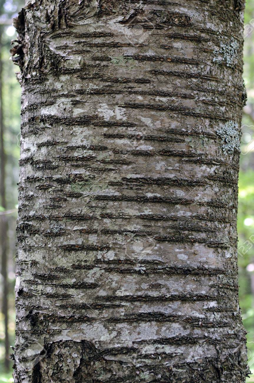 Cherry Bark Prunus serotina