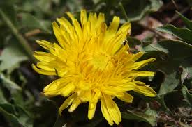 Dandelion Taraxacum officinale